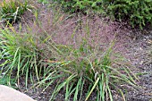 ERAGROSTIS SPECTABILIS, (TUMBLE GRASS)