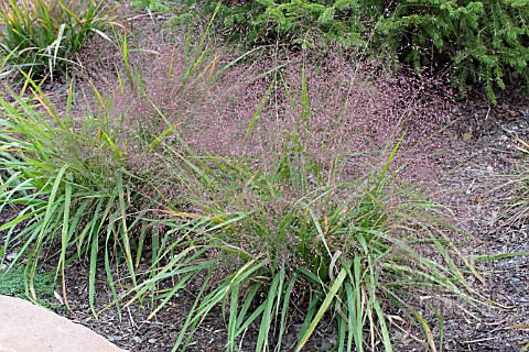 ERAGROSTIS_SPECTABILIS_TUMBLE_GRASS