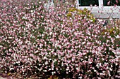 GAURA DAUPHIN