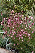 GAURA PASSIONATE PINK