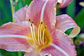 HEMEROCALLIS PINK CLOSEUP