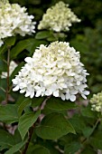 HYDRANGEA PANICULATA LIMELIGHT