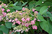 HYDRANGEA PANICULATA PINK DIAMOND