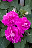 IMPATIENS ROCKAPULCO PURPLE