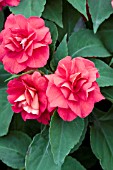 IMPATIENS ROCKAPULCO RED