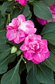 IMPATIENS ROCKAPULCO ROSE