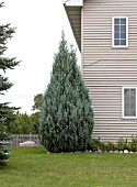 JUNIPERUS WICHITA BLUE