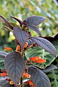 KOHLERIA DARK VELVET