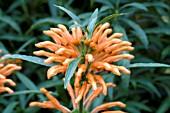 LEONOTIS LEONURUS