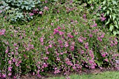 LESPEDEZA THUNBERGII PINK CASCADE