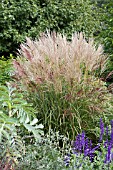 MISCANTHUS SINENSIS FERNER OSTEN