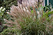 MISCANTHUS SINENSIS FERNER OSTEN