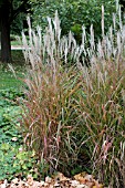 MISCANTHUS SINENSIS PURPURESCENS