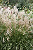 MISCANTHUS SINENSIS SARABANDE