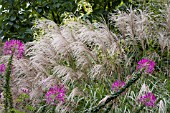 MISCANTHUS SINENSIS SARABANDE