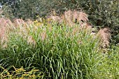 MISCANTHUS SINENSIS STRICTUS