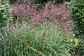 MISCANTHUS SINENSIS STRICTUS