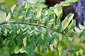 NEPHROLEPIS EXALTATA VARIEGATA