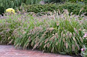 PENNISETUM ALOPECUROIDES RED HEAD