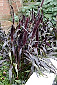 PENNISETUM GLAUCUM PURPLE MAJESTY