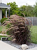 PENNISETUM SETACEUM RUBRUM