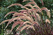 PENNISETUM SETACEUM RUBRUM