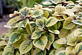 PLECTRANTHUS TROYS GOLD