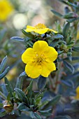 POTENTILLA FRUCTICOSA YELLOW