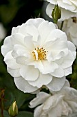 ROSA KORBIN ICEBERG