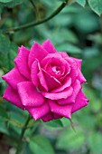 ROSA LITTLE CAROL MINIATURE