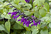 SALVIA GUARANITICA PURPLE MAJESTY