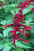 SALVIA SPLENDENS VANHOUTTEI