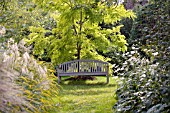 SCENE BENCH UNDER TREE