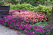 SCENE SHADE IMPATIENS PERILLA BENCH