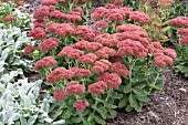 SEDUM AUTUMN JOY