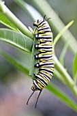 SWALLOWTAIL CATERPILLAR