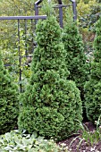 THUJA OCCIDENTALIS HOLMSTRUP