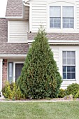 THUJA OCCIDENTALIS