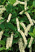 ITEA VIRGINICA,  SPRICH,  FLOWERS AND FOLIAGE