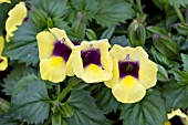 TORENIA CATALINA GILDED GRAPE