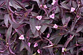 TRADESCANTIA PURPUREA, (SYN. SETCREASEA PALLIDA)