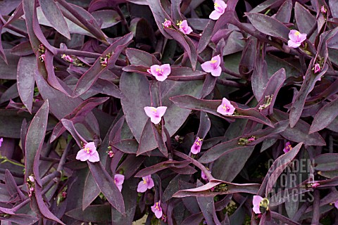 TRADESCANTIA_PURPUREA_SYN_SETCREASEA_PALLIDA