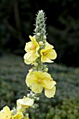 VERBASCUM LEMON SORBET