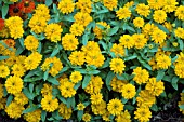 ZINNIA PROFUSION DOUBLE GOLDEN