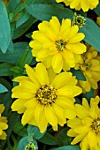 ZINNIA PROFUSION DOUBLE GOLDEN