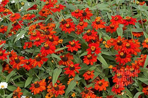 ZINNIA_PROFUSION_KNEE_HIGH_RED