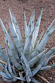 AGAVE CERULATA DENTIENS