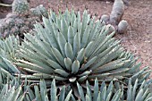 AGAVE MACROACANTHA