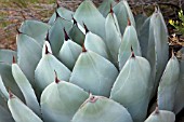 AGAVE PARRYI