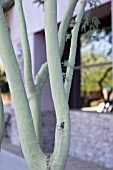 PARKINSONIA FLORIDA, (SYN. CERCIDIUM FLORIDUM)